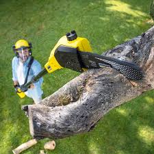 Best Sod Installation  in Le Roy, IL
