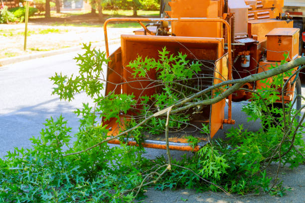 Best Lawn Renovation and Restoration  in Le Roy, IL