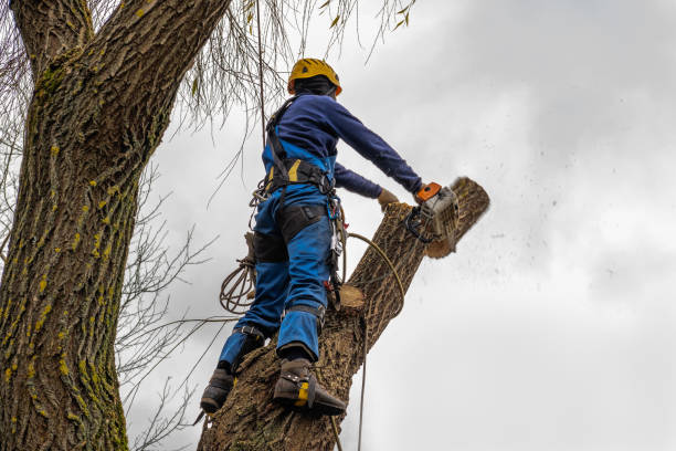 How Our Tree Care Process Works  in  Le Roy, IL
