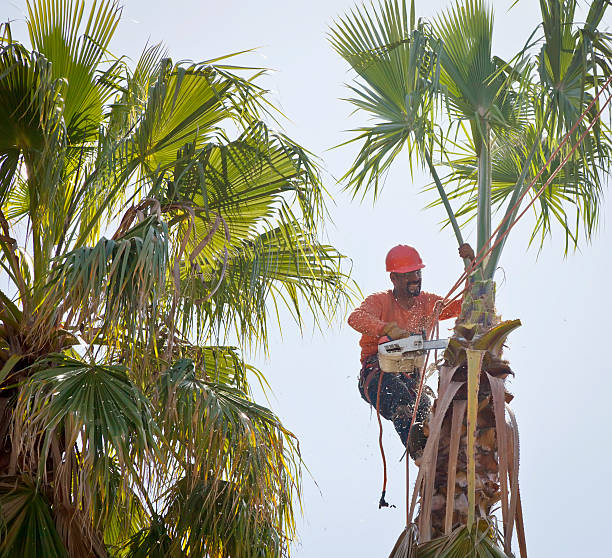 Best Commercial Tree Services  in Le Roy, IL